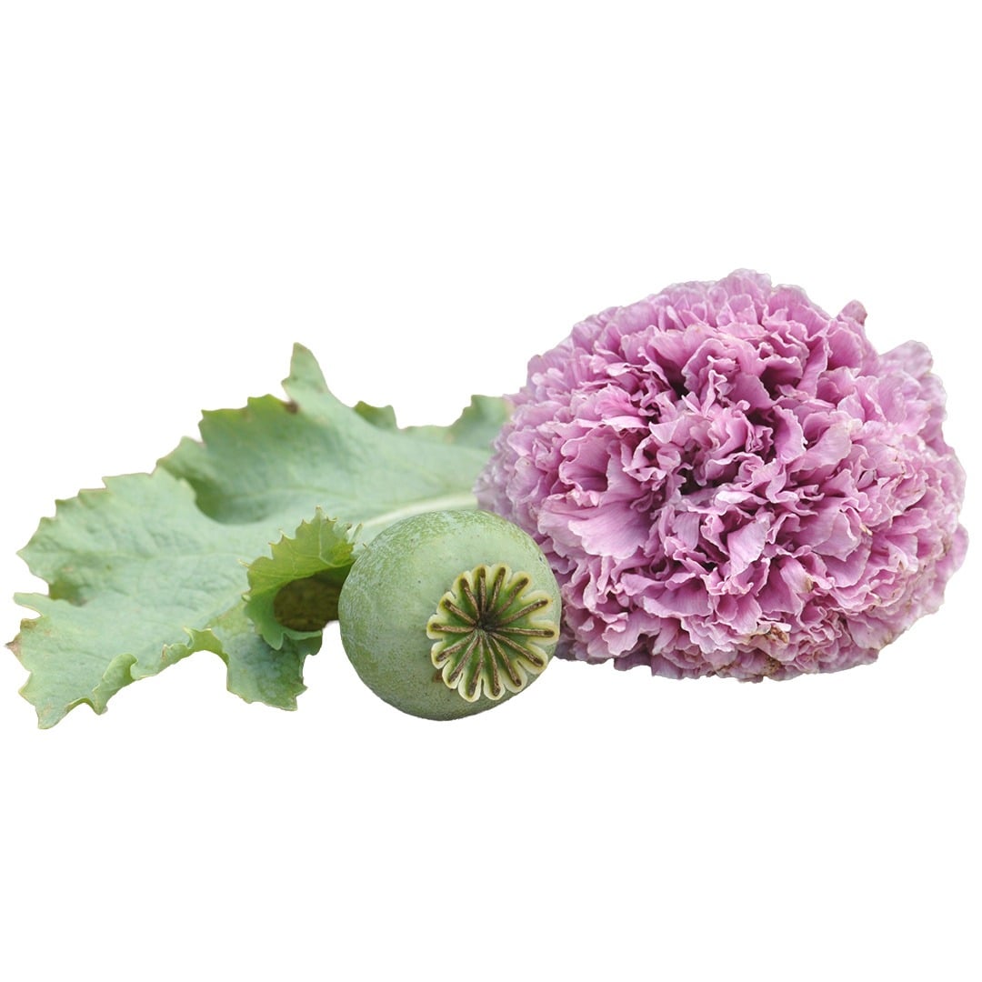 Lilac PomPom Poppy on a white background.