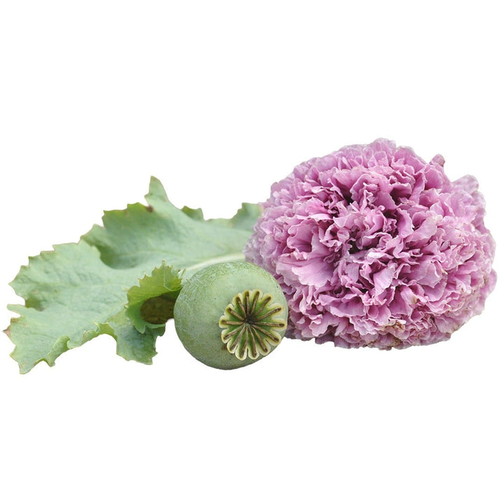 Lilac PomPom Poppy on a white background.