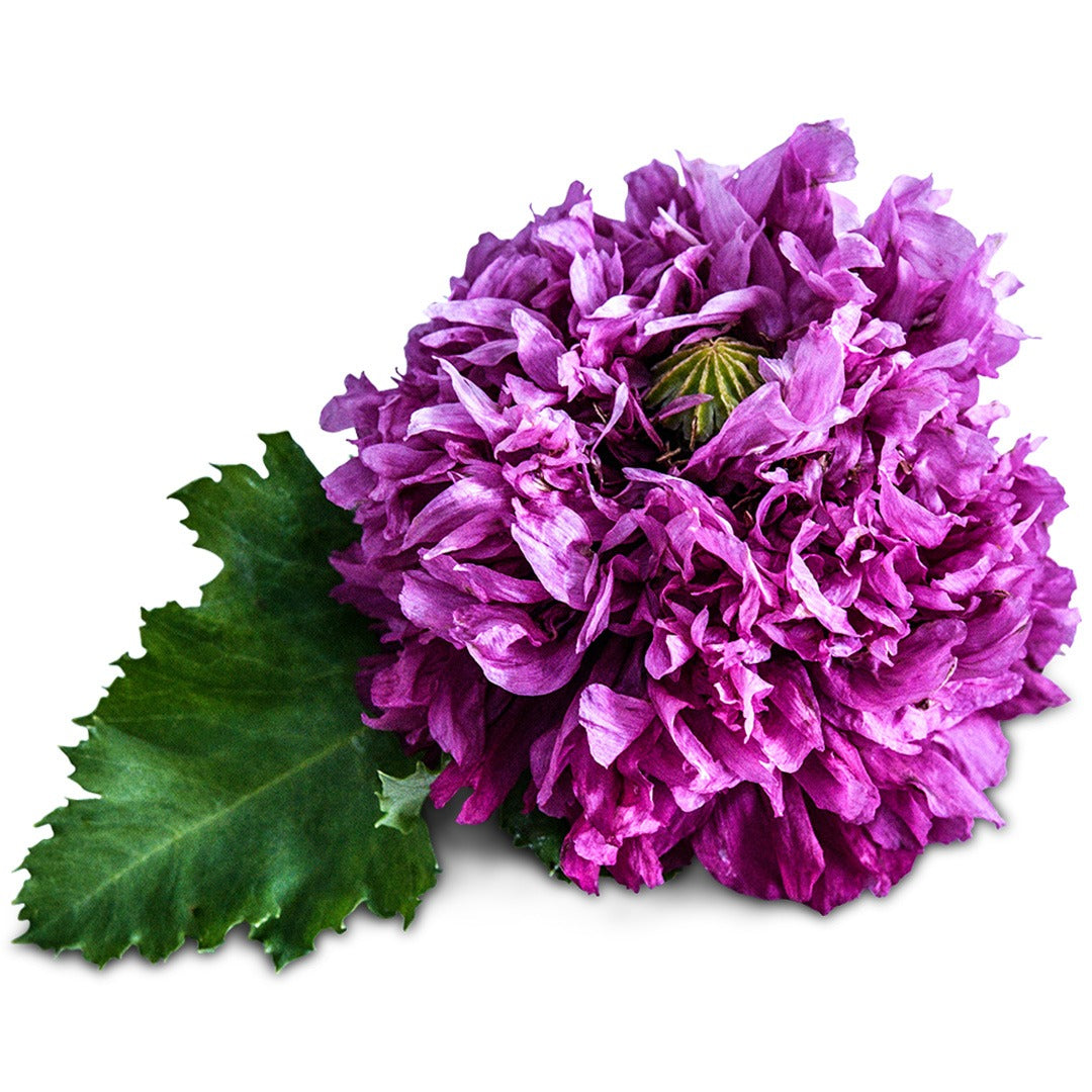 Single Purple Peony Poppy on a white background