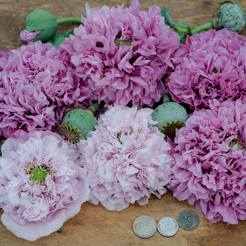 Purple Peony Poppy blooms on wooden countertop with coins for size reference.