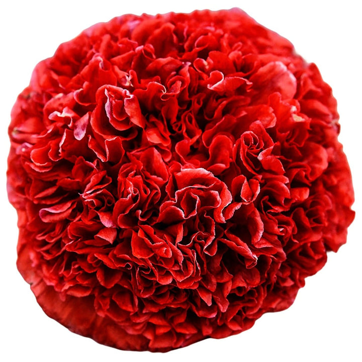 Scarlet Peony Poppy on a white background.