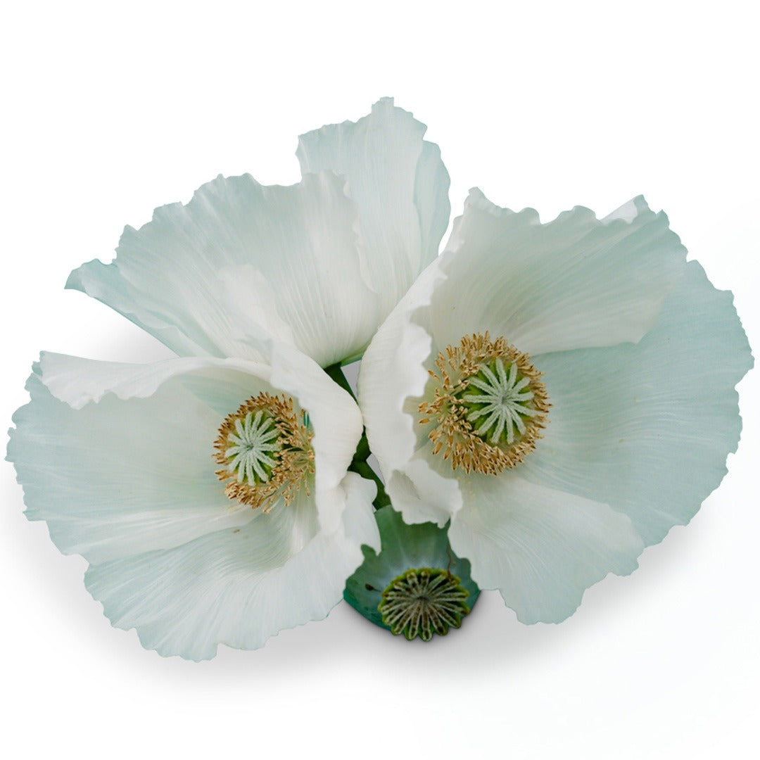 Sissinghurst White Poppy blooms on a white background.