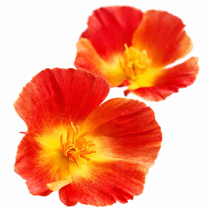 Close up of Strawberry Fields Poppy blooms on a white background.
