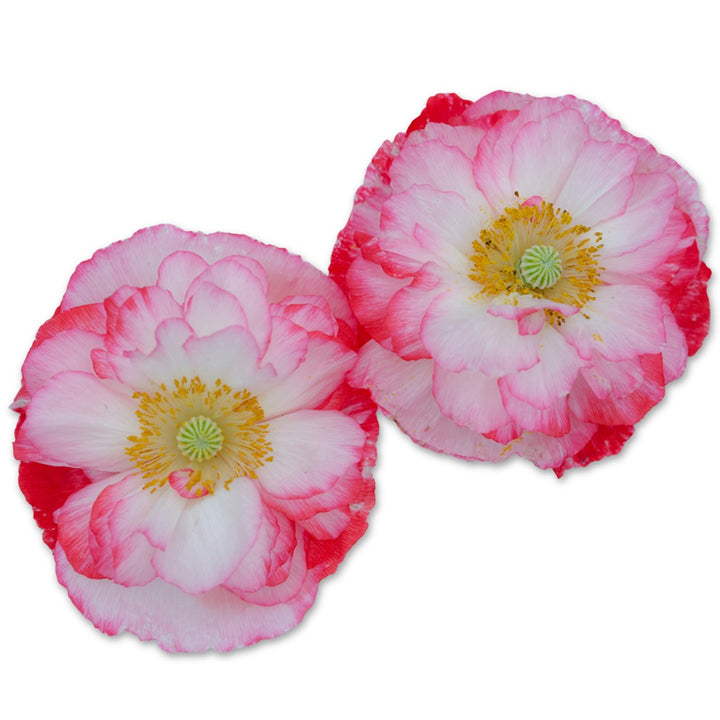 Pair of Supreme Poppy blooms on a white background.