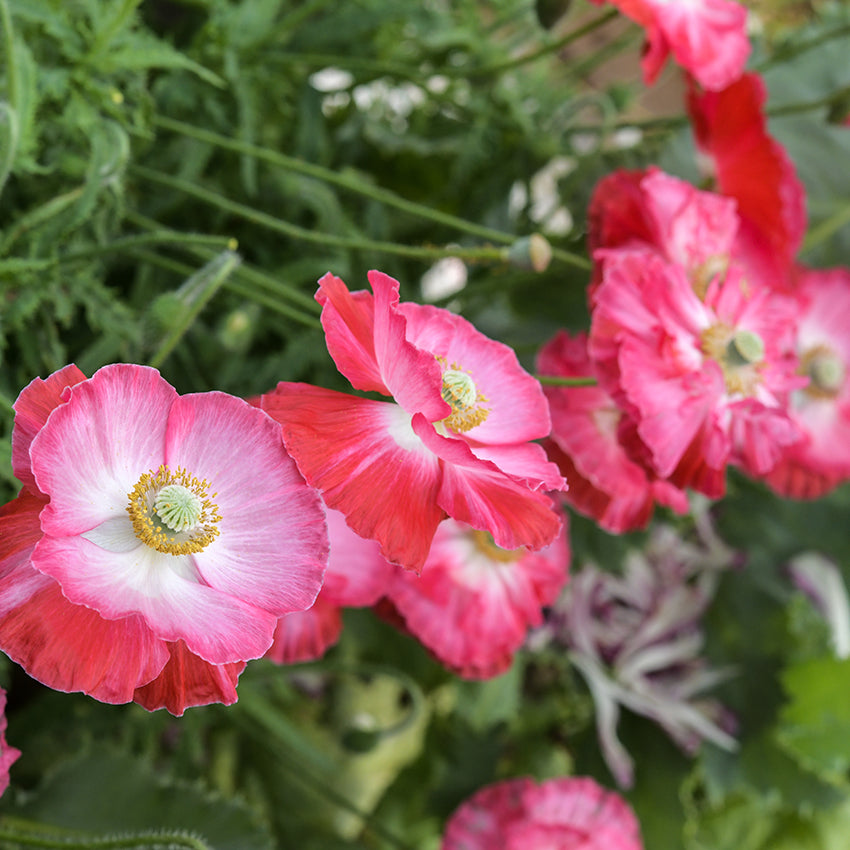 Supreme Poppy growing in gardens.