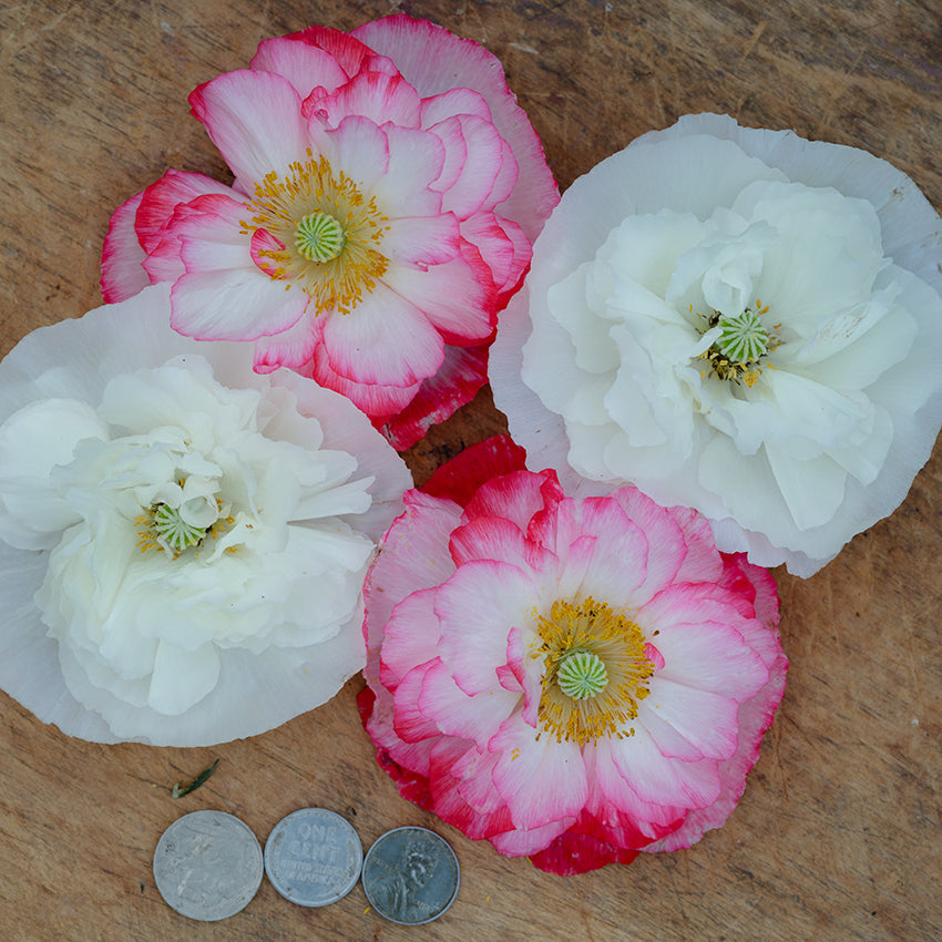 Supreme Poppy blooms on wooden board with coins for size reference.