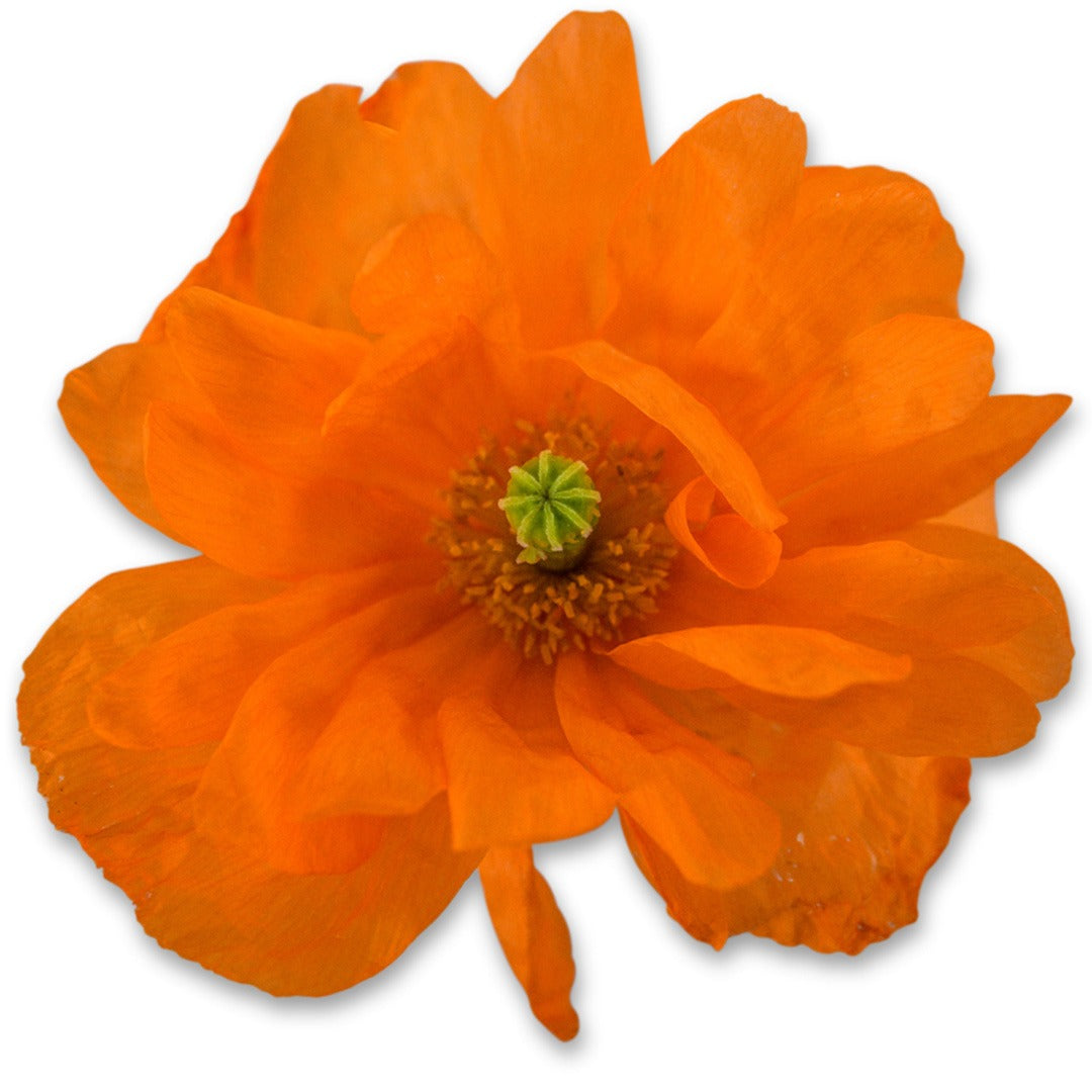 Tangerine Gem Poppy bloom on a white background.