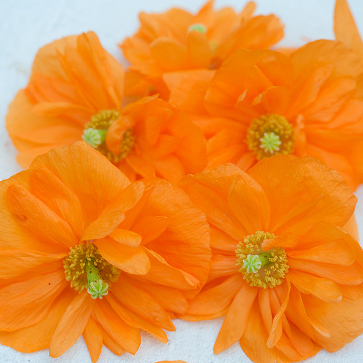 Tangerine Poppy blooms on light background.