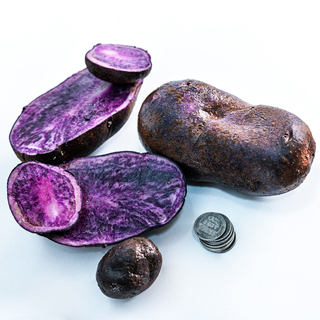 Full grown and seed Bora Valley Potatoes with a stack of pennies on a white background.