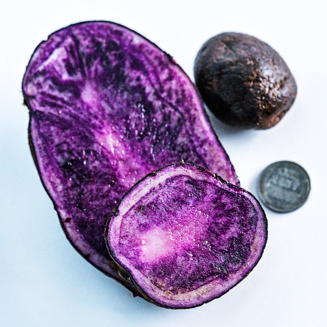 A close-up of a cut full sized Bora Valley Potato with mini seed potato for comparison with a penny.