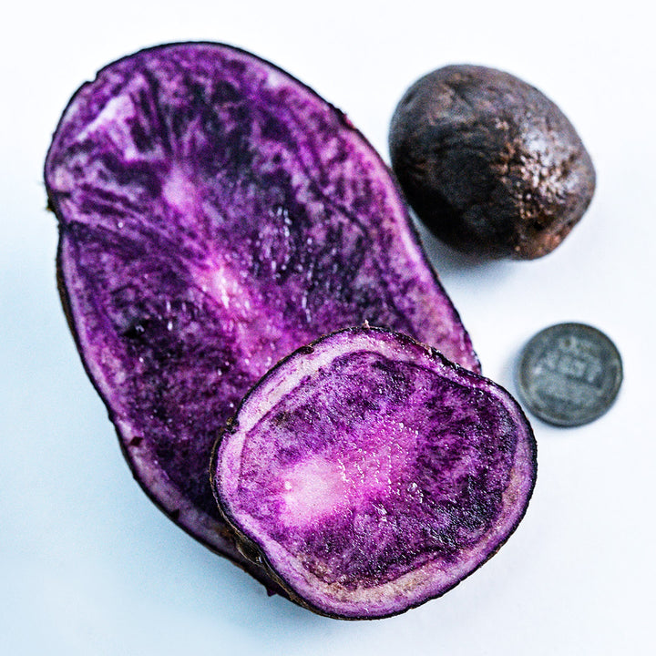 A close-up of a cut full sized Bora Valley Potato with mini seed potato for comparison with a penny.