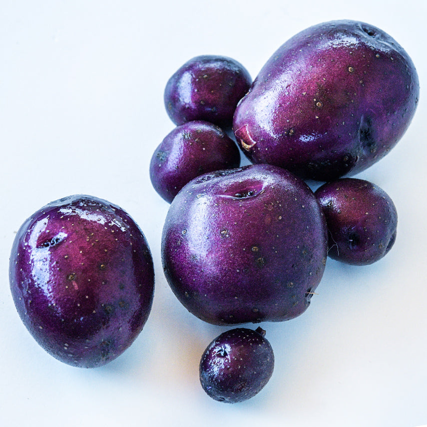 Mature whole Huckleberry Gold Potatoes grown from Micro Tubers on a white background.