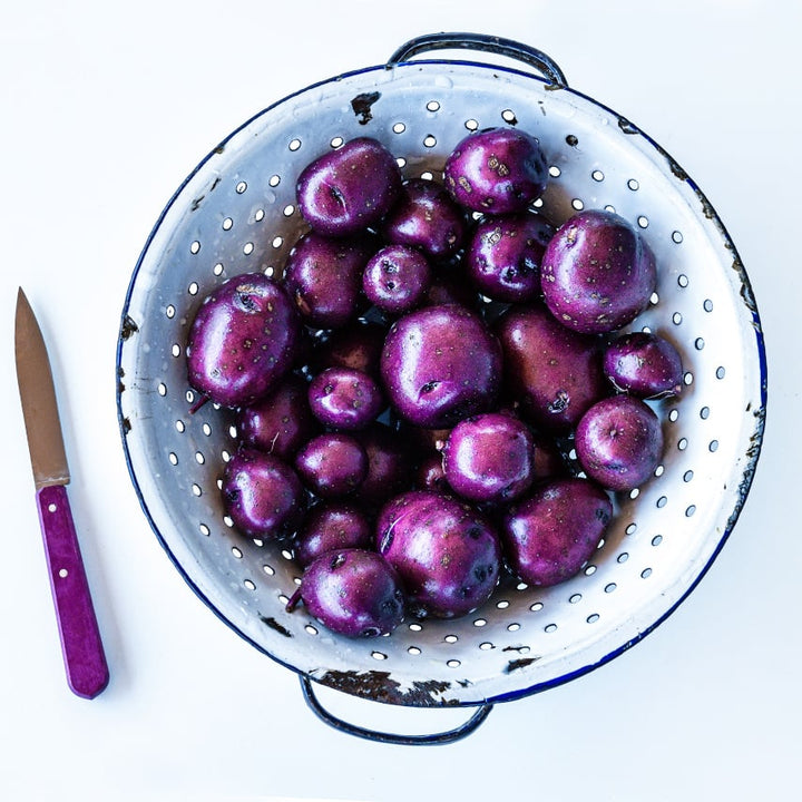 A colander full of Huckleberry Gold Potatoes grown from Micro Tubers with a purple handled knife on white.