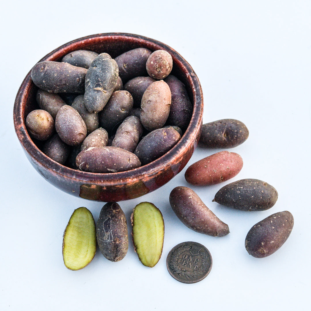 A small ceramic bowl full of French Fingerling Micro Tuber Potatoes with a coin on a white background.