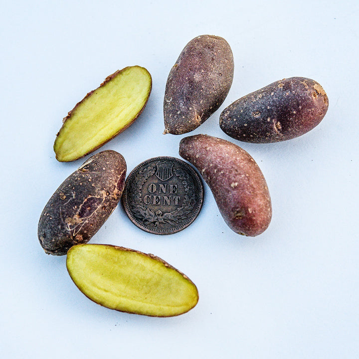 French Fingerling Micro Tuber Potatoes with a coin to show size on a white background.
