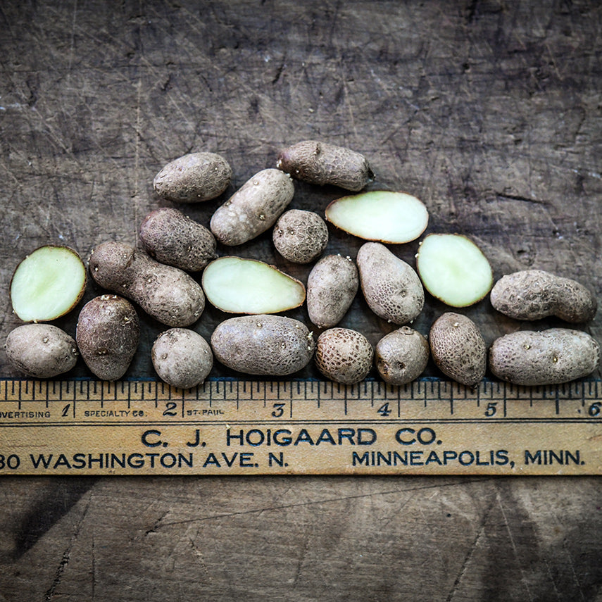 Cut and whole Russet Burbank Potato Micro Tubers on wood with a wooden ruler.