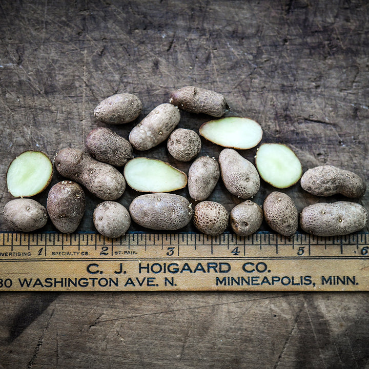 Cut and whole Russet Burbank Potato Micro Tubers on wood with a wooden ruler.