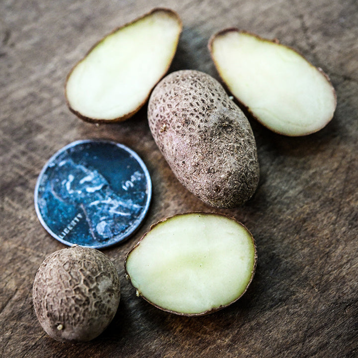 A bunch of Russet Burbank Potato Micro Tubers arranged on wood with a coin to show size.