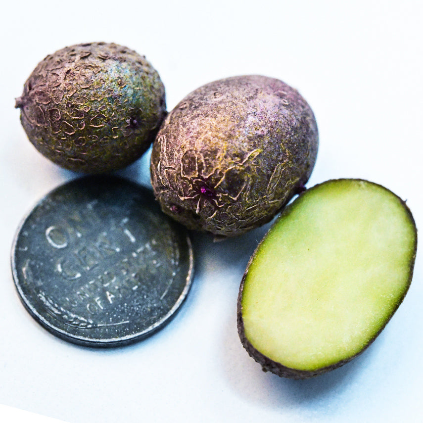A trio of Sangre Potato Micro Tubers with a penny with a macro close-up view on white.