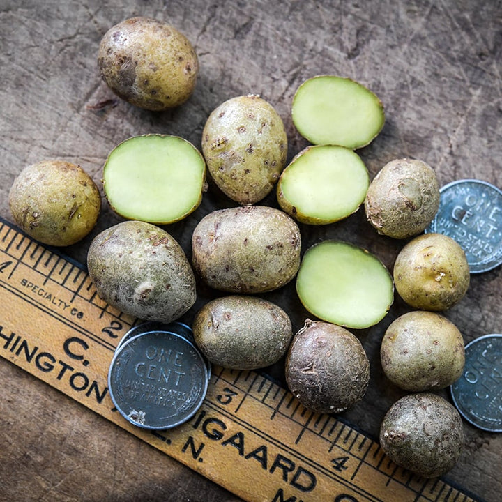 Handful of cut and sliced Yukon Gold Micro Tuber Potatoes with pennies and ruler on a wooden background.