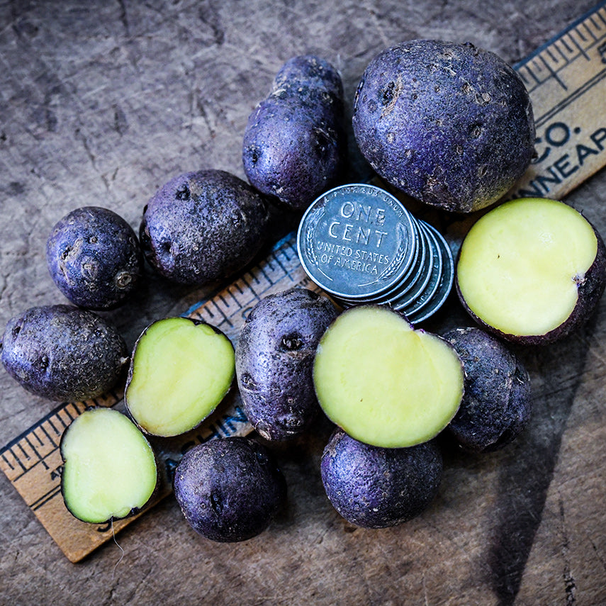 Huckleberry Gold Potato Micro Tubers with a ruler and coins to show size on a wooden background.
