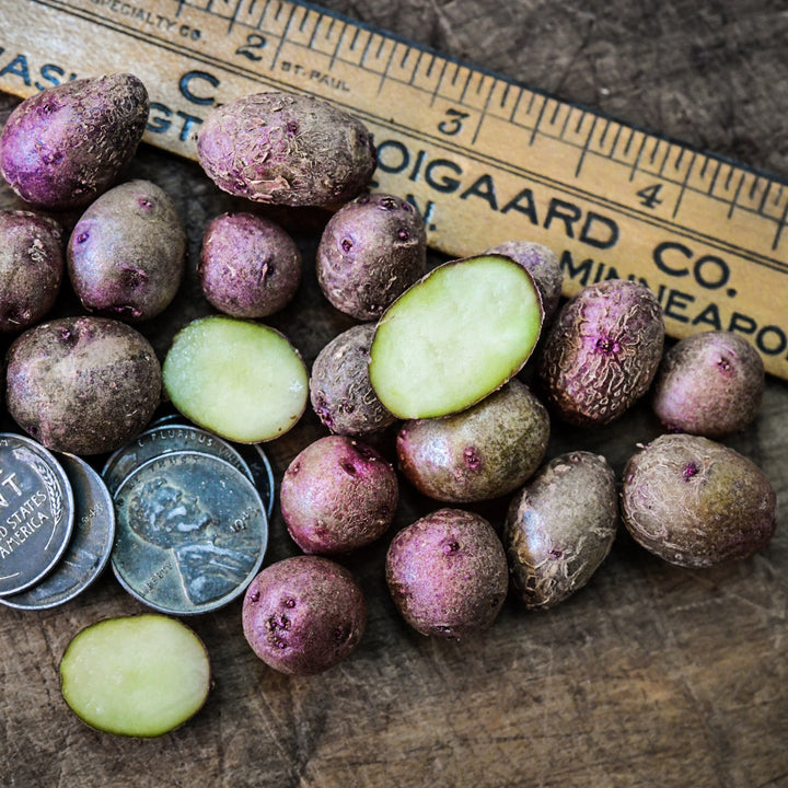 Cut and whole Sangre Potato Micro Tubers shown with a ruler and coins on a wooden background.
