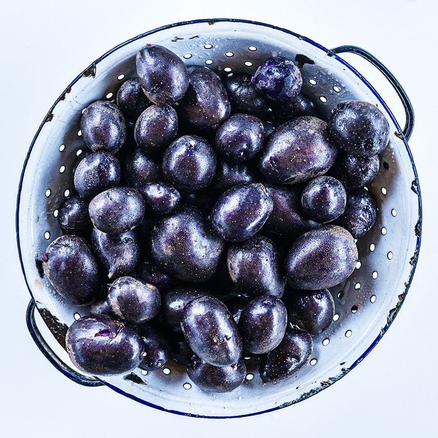 A colander full of mature Purple Majesty Potatoes grown from Potato Micro Tubers on a white background.