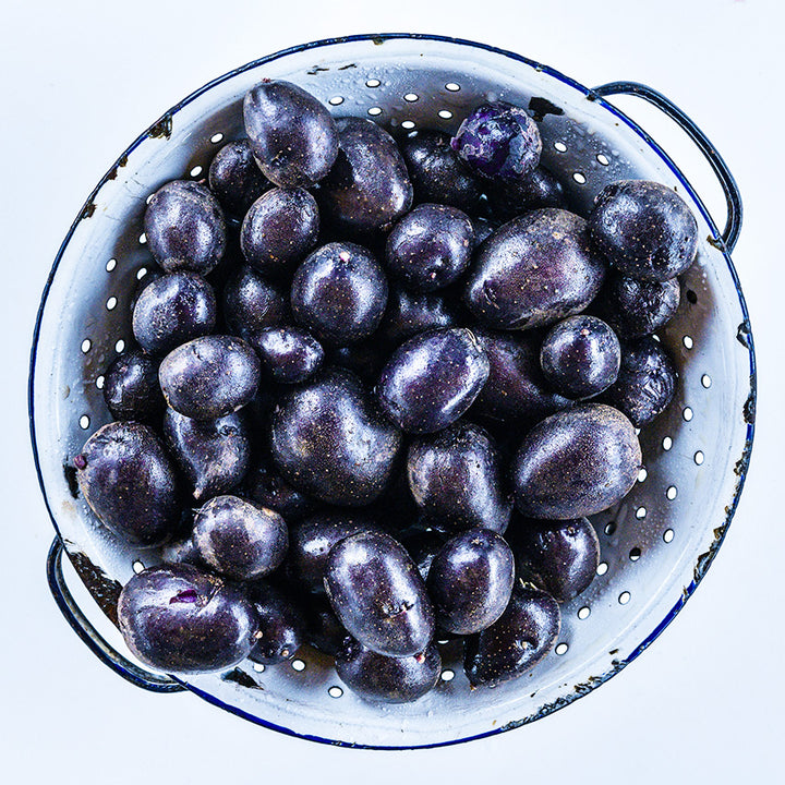 A colander full of mature Purple Majesty Potatoes grown from Potato Micro Tubers on a white background.