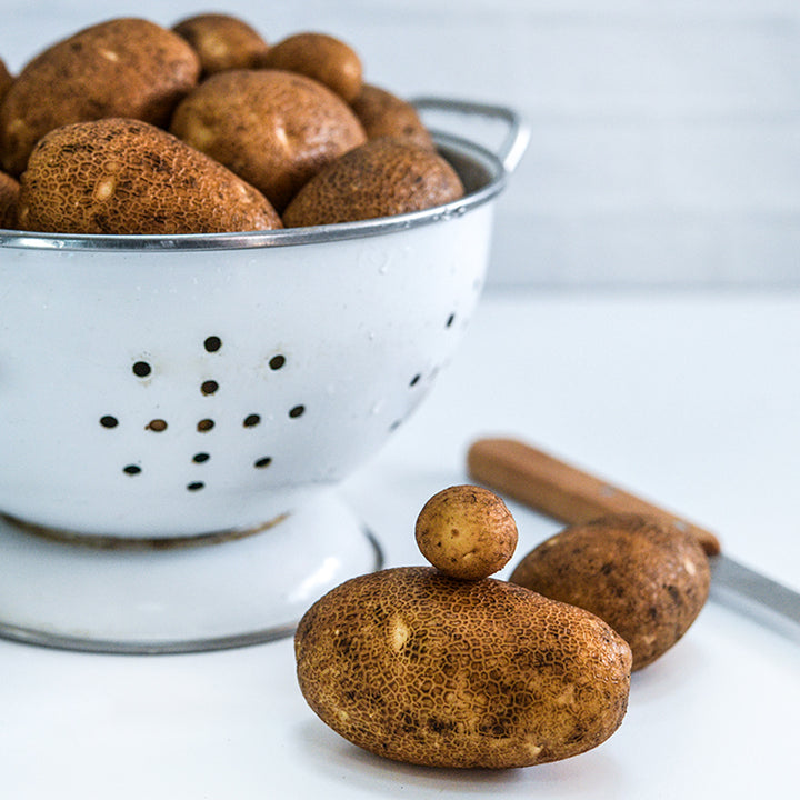 Several Russet Burbank Potatoes grown from Micro Tubers in a colander and in the foreground.