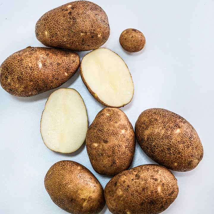 Overhead view of Sliced and whole Russet Burbank Potatoes grown from Micro Tubers.
