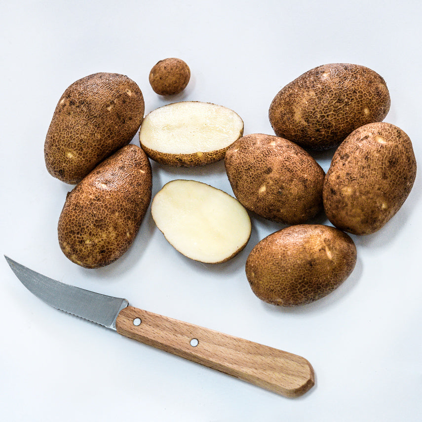 Overhead view of Sliced and whole Russet Burbank Potatoes grown from Micro Tubers with a knife.