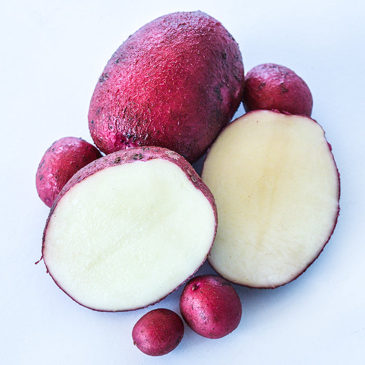 Cut and whole mature Sangre Potatoes and Micro Tubers on a white background.