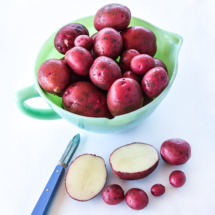 Sangre Potatoes grown from Micro Tubers in a green glass pitcher with a blue handled peeler.