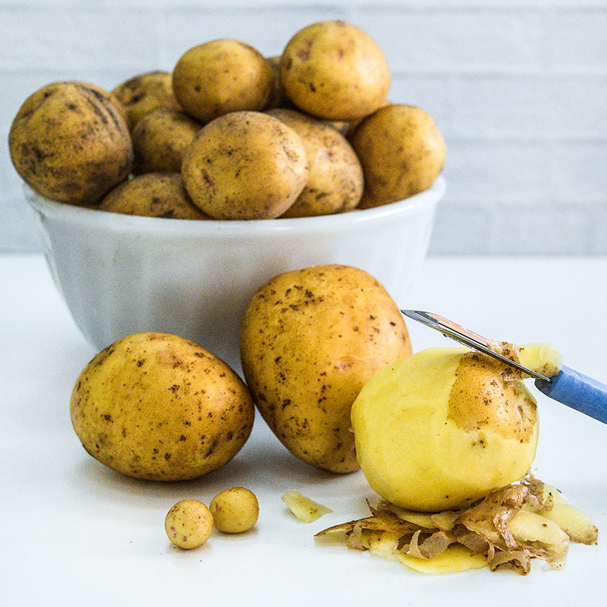 Mature Yukon Gold Potatoes grown from Yukon Gold Micro Tuber Potatoes on a white background.