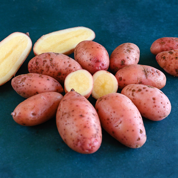 Mature French Fingerling Potatoes arranged in a circle on dark blue background.