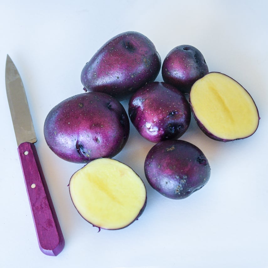 Cut and whole mature Huckleberry Gold Potato grown from Micro Tubers with a purple handled knife.