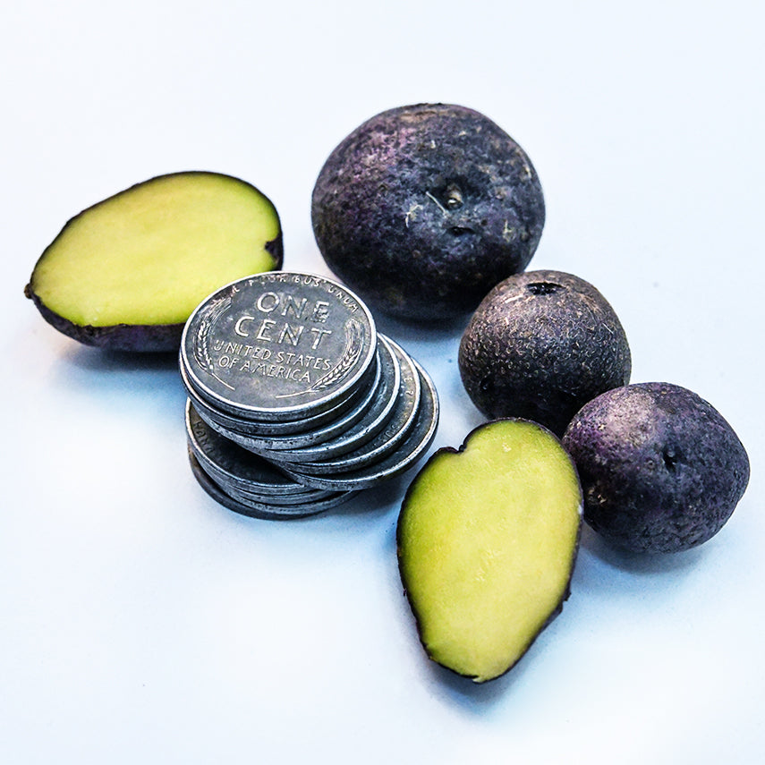 Cut and whole Huckleberry Gold Potato Micro Tubers with a stack of pennies to show the size.
