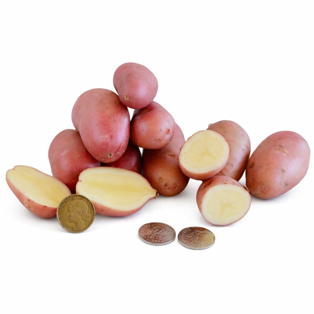 Mature French Fingerling Potatoes on a white background.