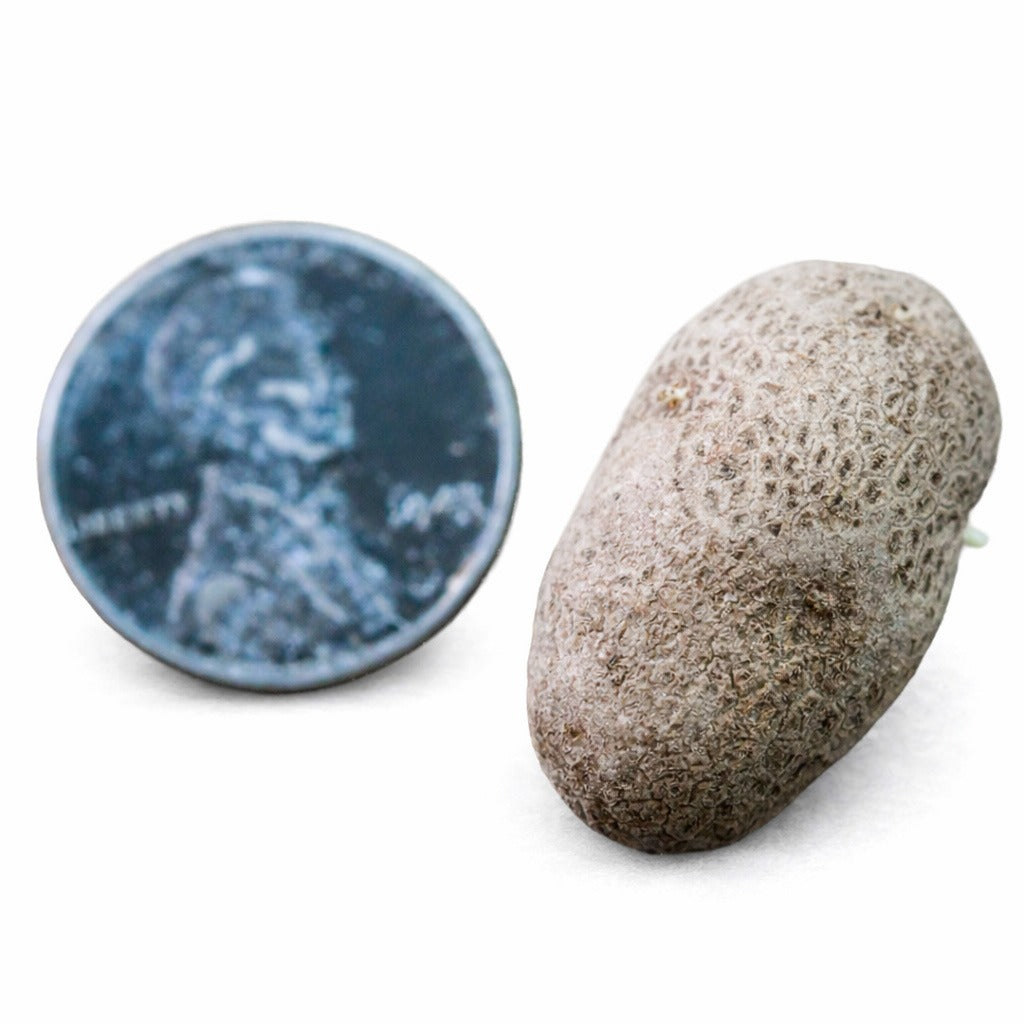 Single Russet Burbank Potato Micro Tuber with coin to show size on a white background.