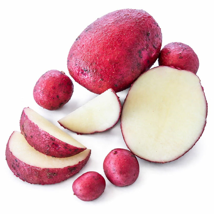 Cut and whole Sangre Potatoes grown from Micro Tubers with Micro Tubers on a white background.