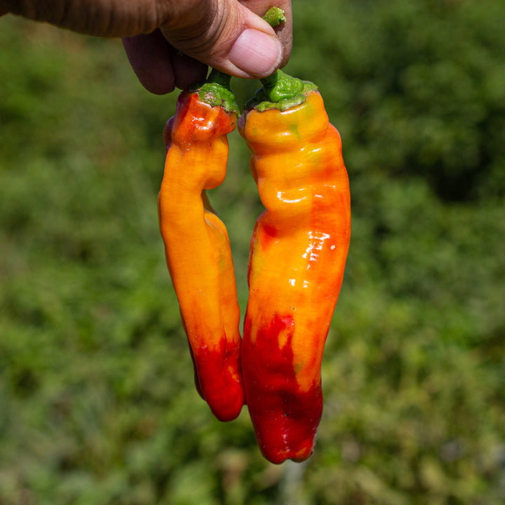 Cubanelle Peppers in orange and red being held outside.