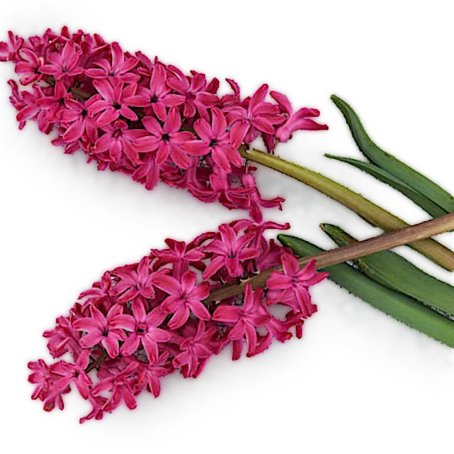 Hyacinth Bulbs, Jan Bos (5 bulbs)