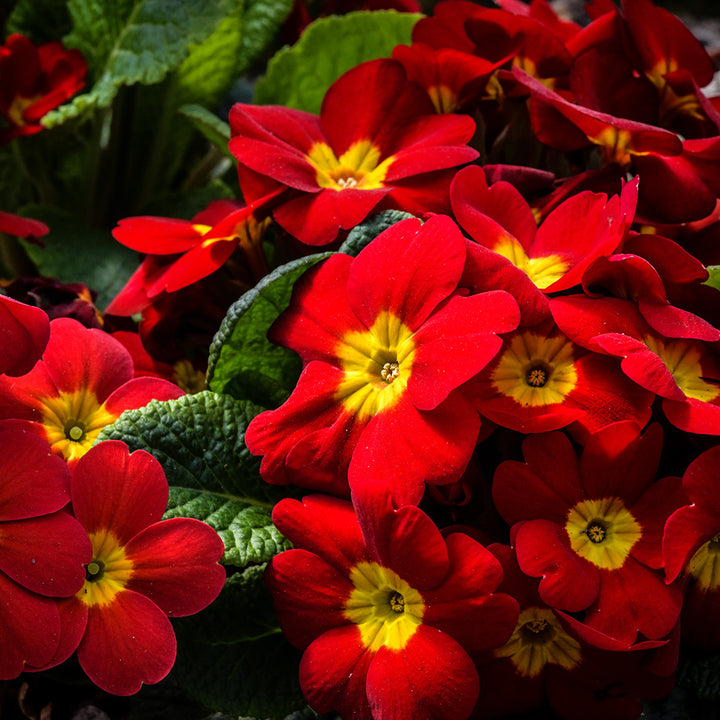 Blooming Kimono Red Primrose plants growing in a greenhouse at Baker Creek.