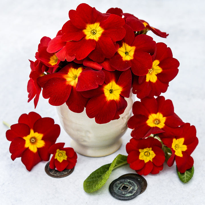 And arrangement of Kimono Red Primrose flowers in a small ceramic vase on a white background.