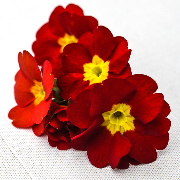 A close-up macro view of several Kimono Red Primrose blooms on a linen background.