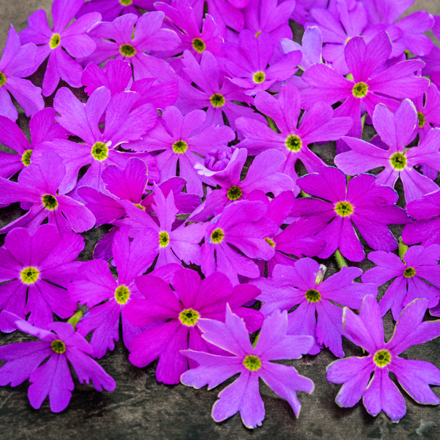 Close-up of a bunch of Pink Siberian Primrose blooms.