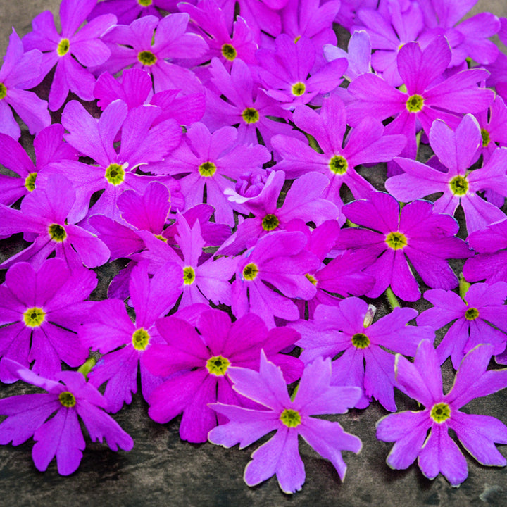 Close-up of a bunch of Pink Siberian Primrose blooms.