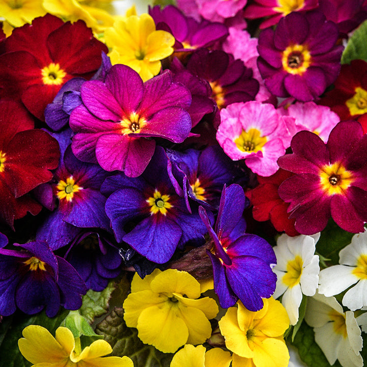 Close-up detailed view of Wanda Mixed Colors Primrose flowers.