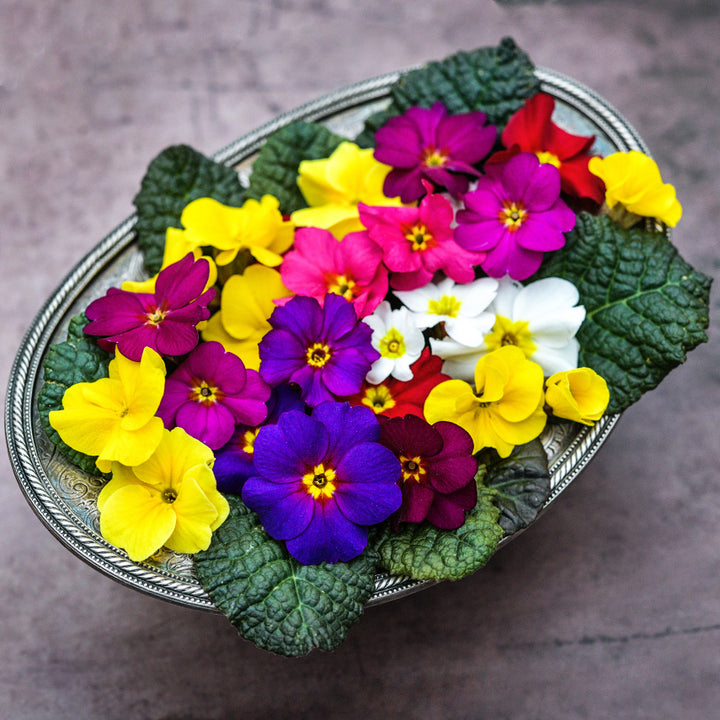 Wanda Mixed Colors Primrose Flowers with leaves arranged in silver bowl on brown background.