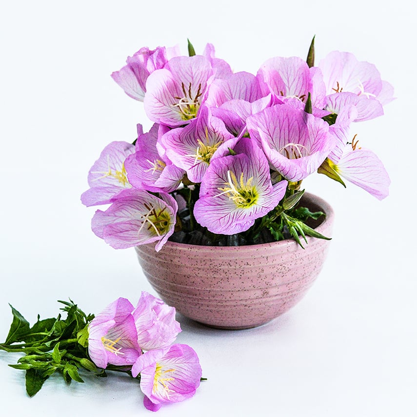 Pink Evening Primrose flowers arranged in pink bowl on a white seamless background.